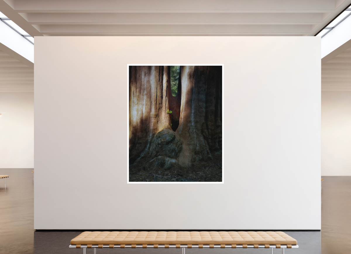 67 x 83.7″, Bonded Acrylic Mat + White Frame Semper iuvenis