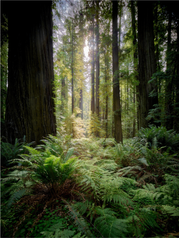 Main image Forest Light on Redwoods & Sword Ferns
