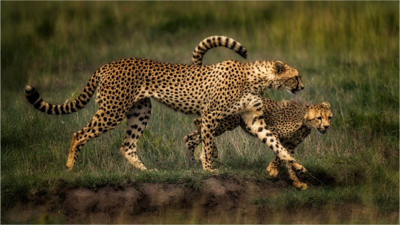 Mother & Son on the Serengeti