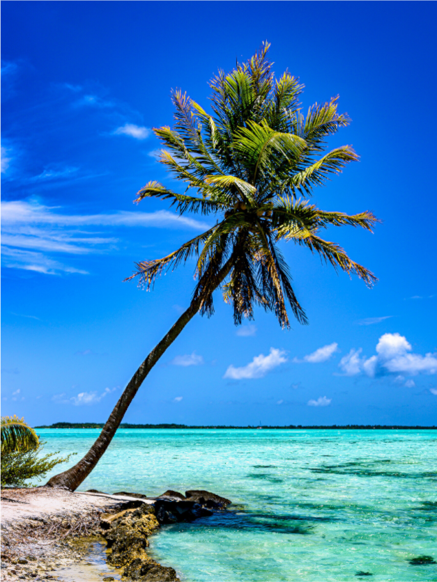 Ikon: The Polynesian Dream