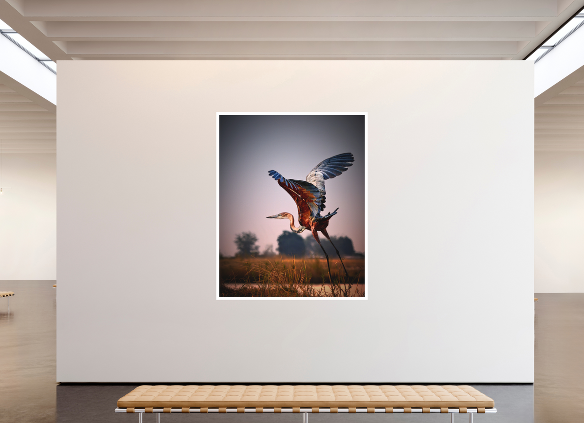 63 x 78.7″, Bonded Acrylic Mat + White Frame Goliath Heron Takes Flight on the Chobe River