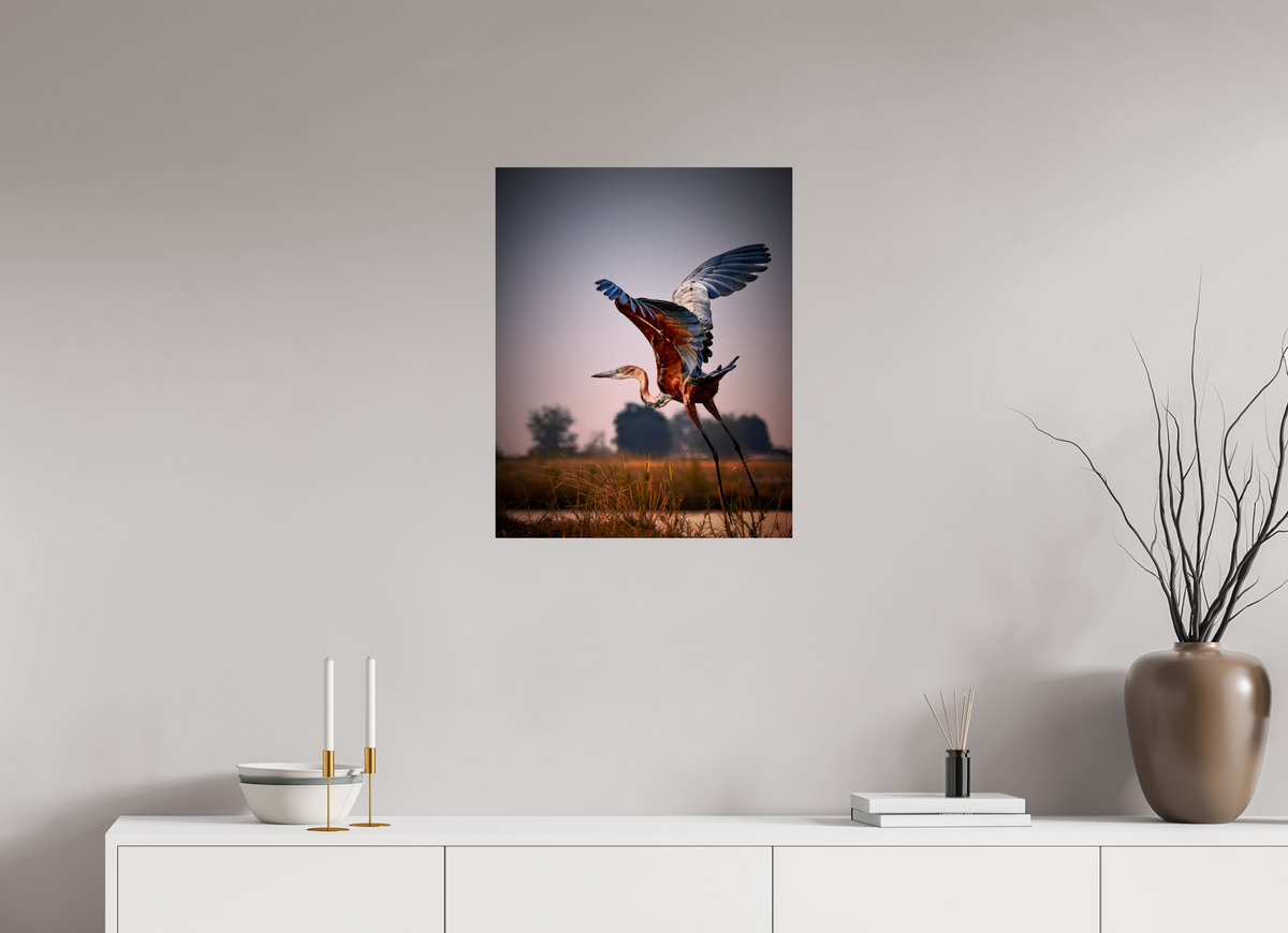 20 x 25″, Giclée Alu-Dibond Goliath Heron Takes Flight on the Chobe River