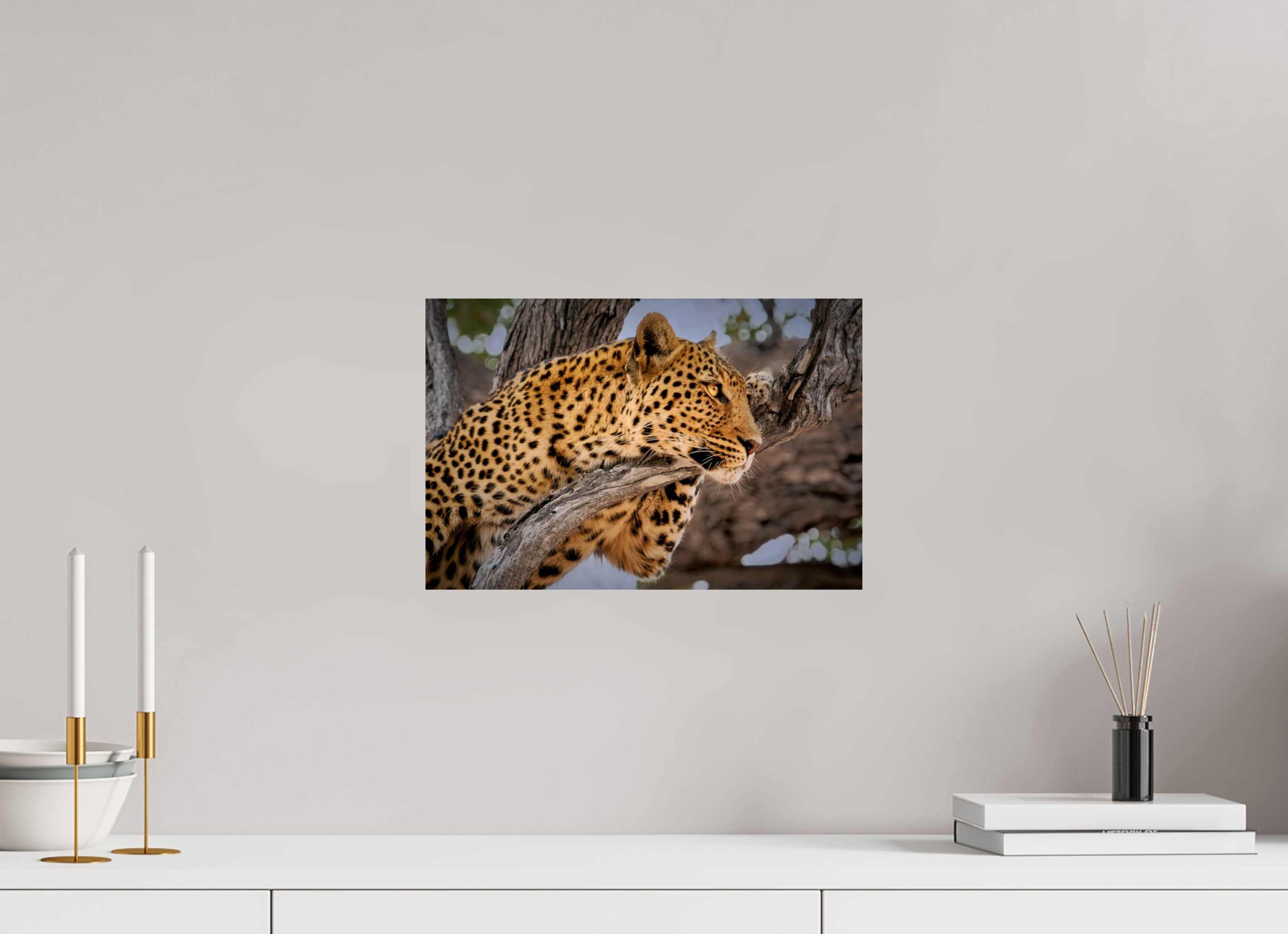 15 x 10″, Giclée Alu-Dibond Leopard Princess of Savute