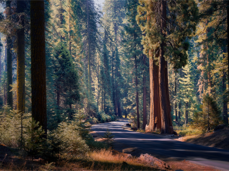 The Generals Highway I : Sequoia National Park