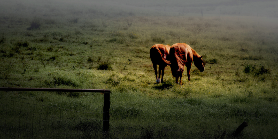Main image Upcountry Maui: Horses in Mist & Light