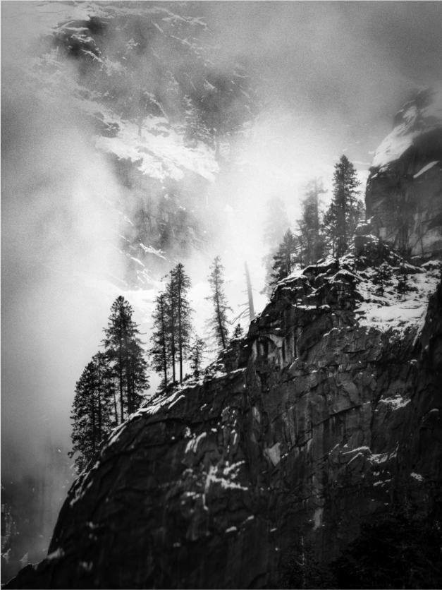 Pines on Granite