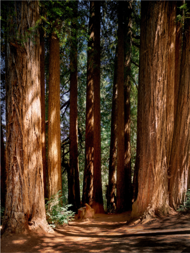 Main image Felton Redwoods Cathedral Grove