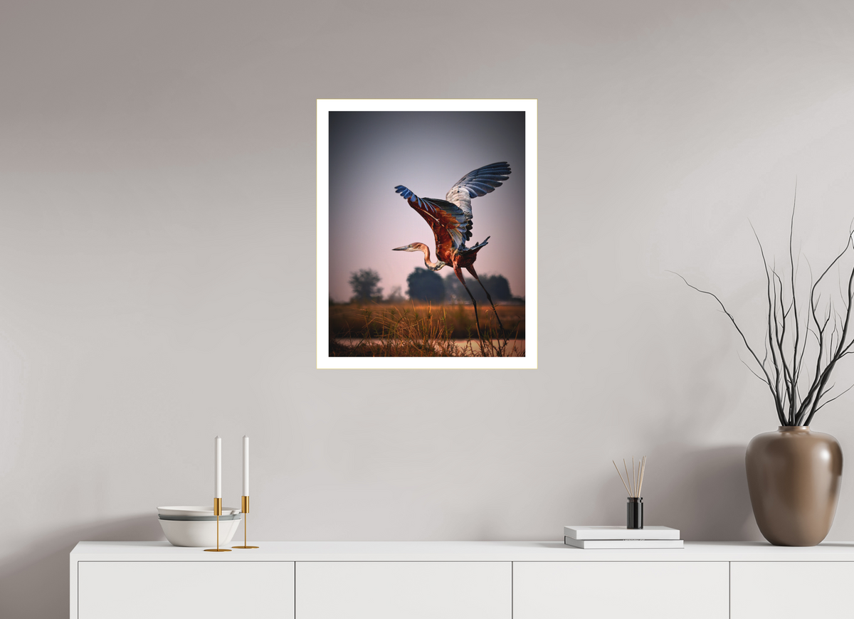 20 x 25″, Bonded Acrylic Mat + Gold Frame Goliath Heron Takes Flight on the Chobe River