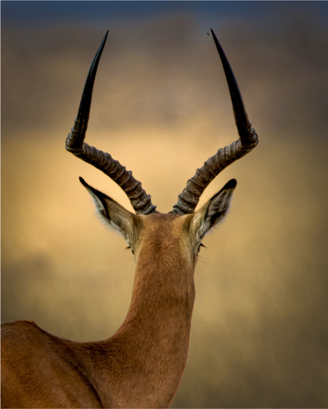 Impala DK