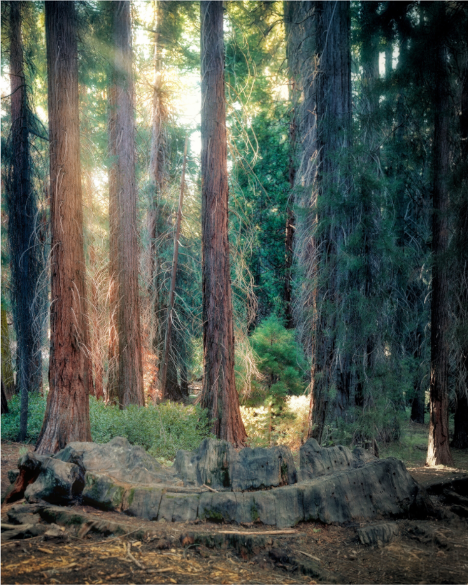Never Again: The Centennial Stump