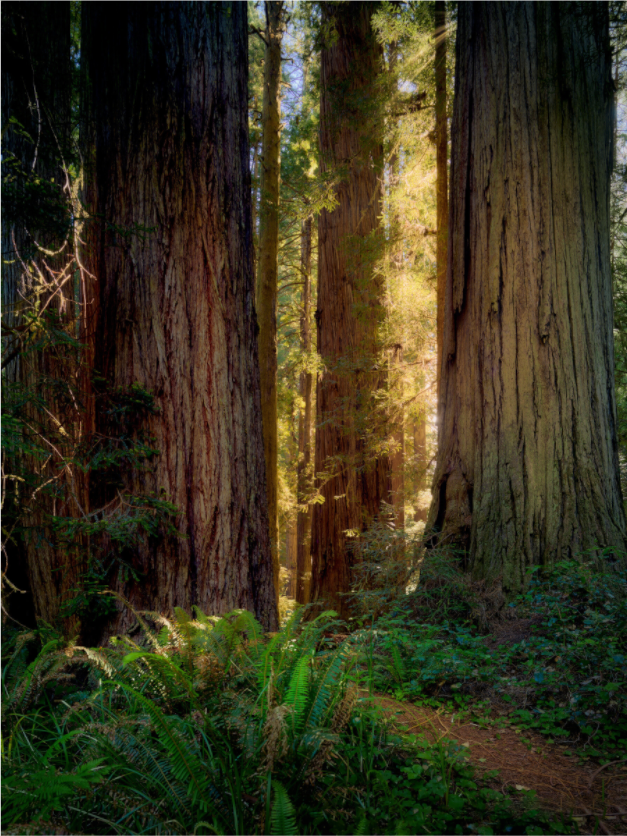 Novaculata: Back to the Redwoods
