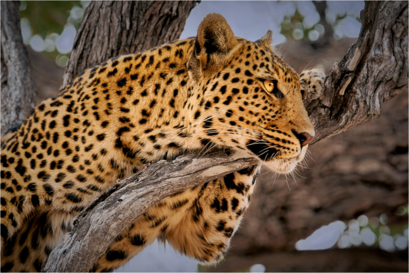 Leopard Princess of Savute
