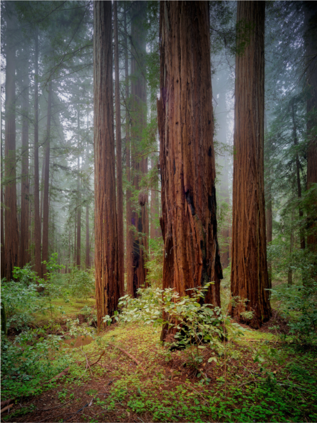 Main image Armstrong Redwoods I: Truncus Circle of Life