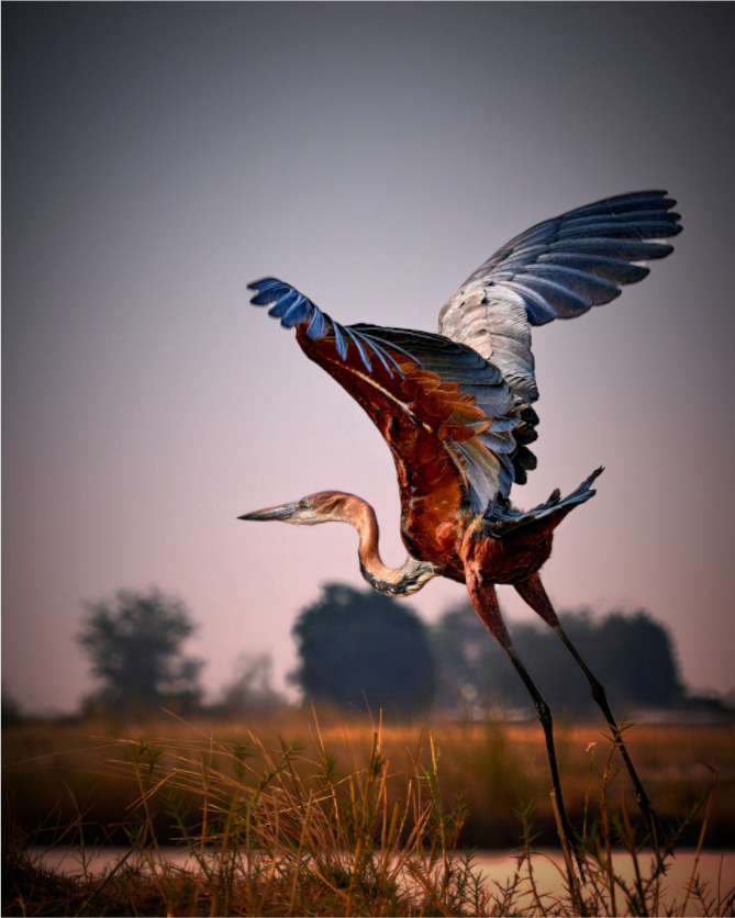Main image Goliath Heron Takes Flight on the Chobe River