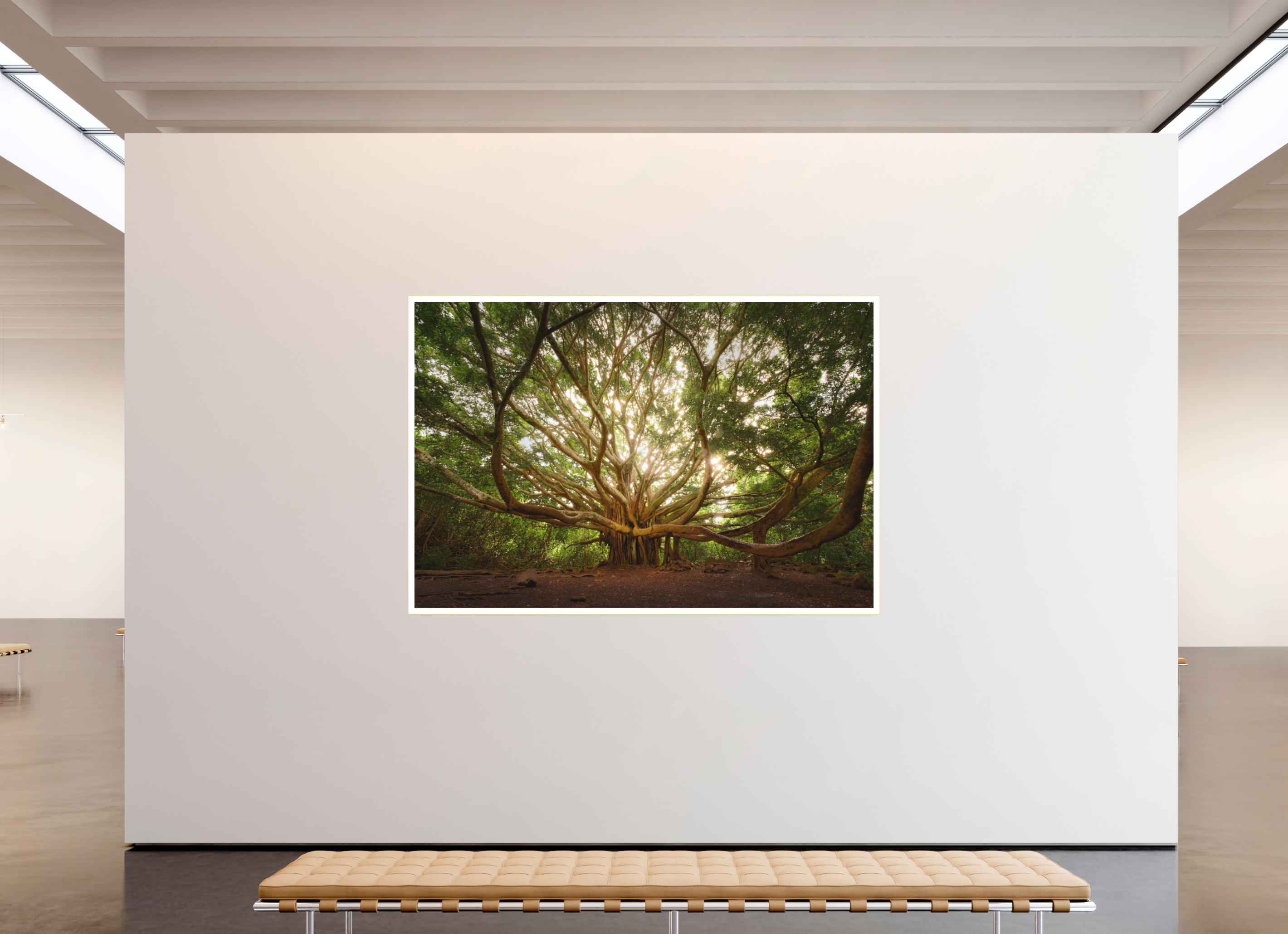 90 x 60″, Bonded Acrylic Mat + Gold Frame Bracchium: The Pipiwai Trail Banyan Tree