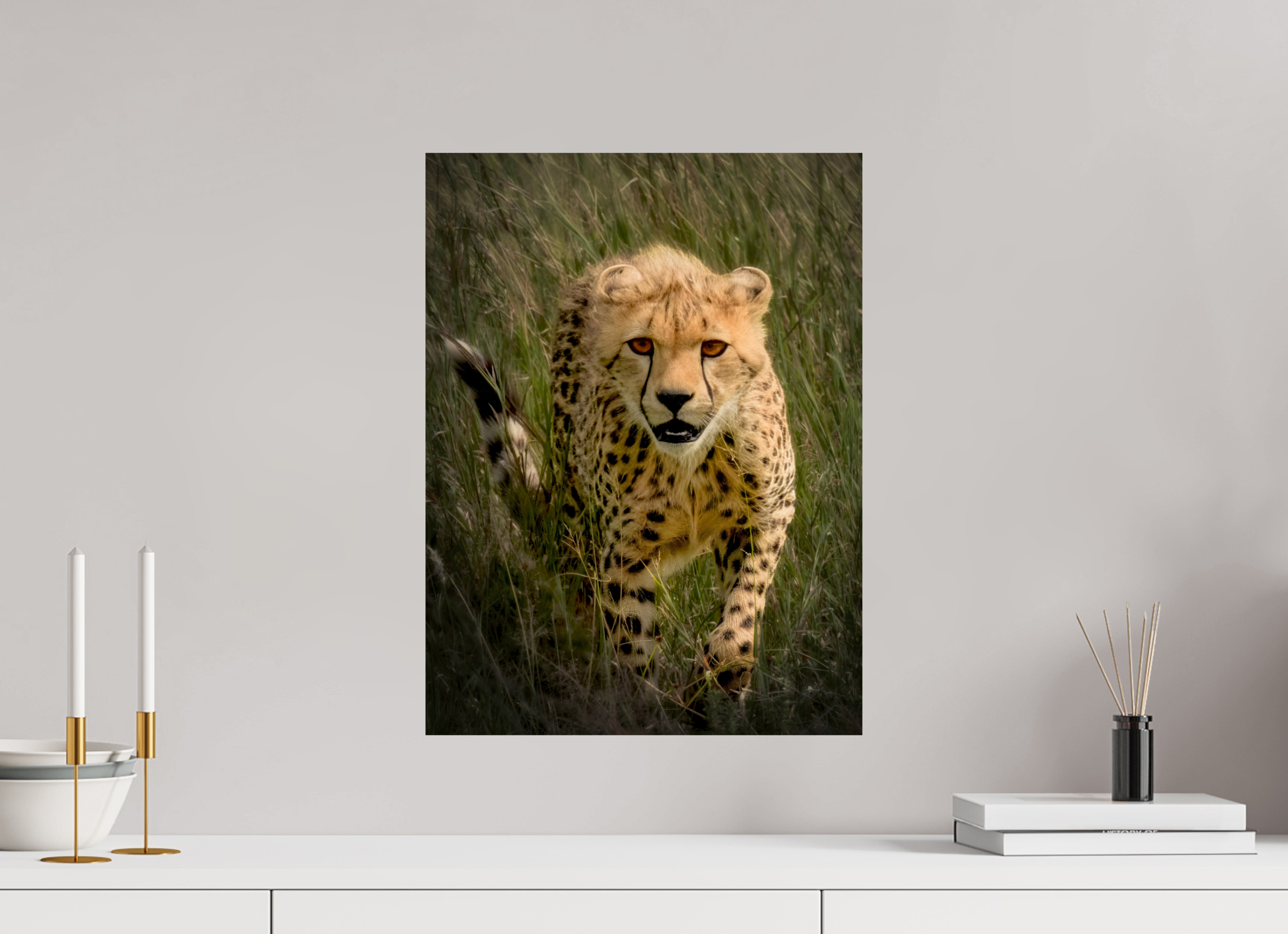 15 x 20″, Giclée Alu-Dibond Stalking Cheetah
