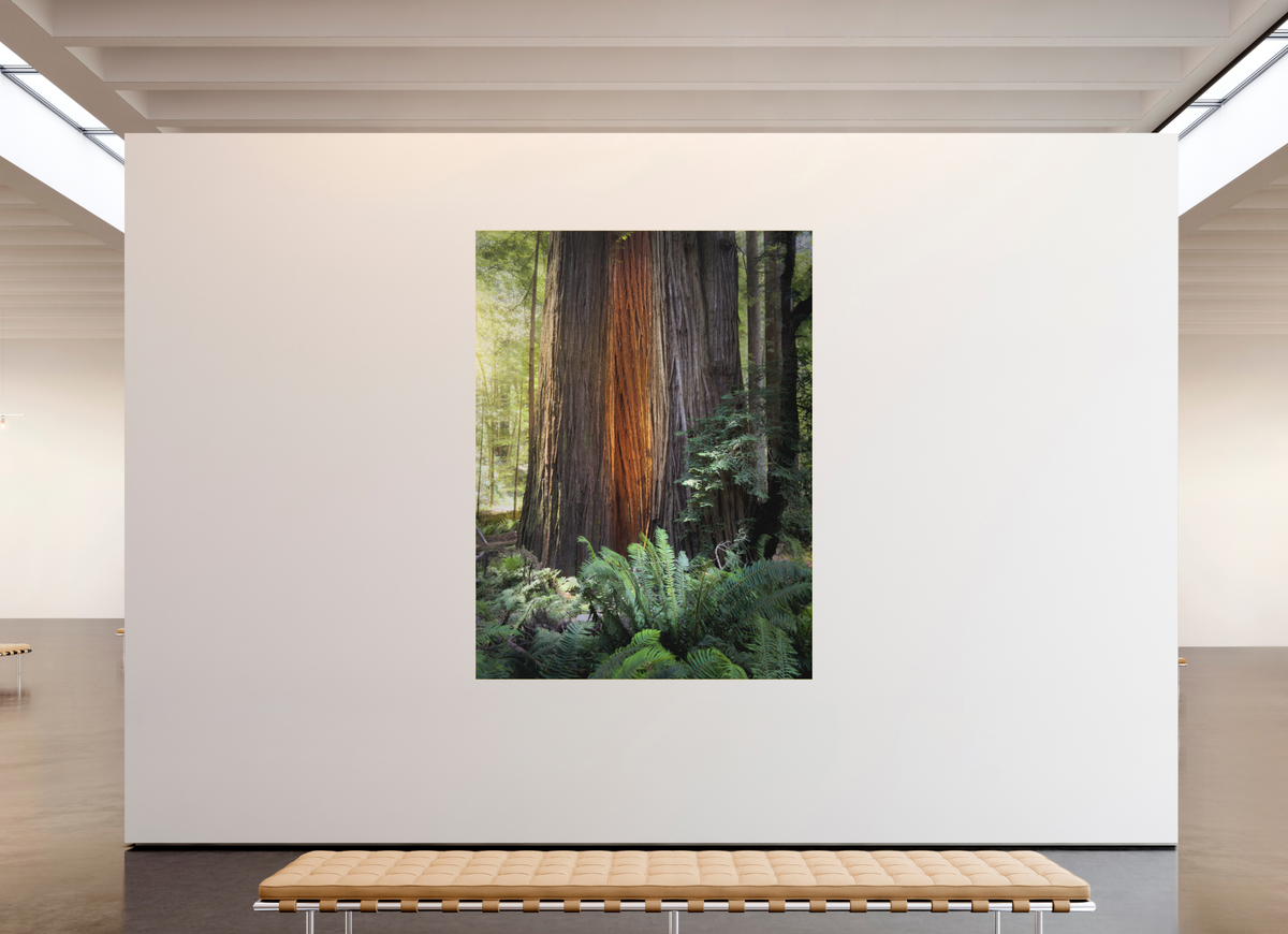 66 x 88″, Bonded Acrylic Gold Frame Glow in the Tall Trees Grove