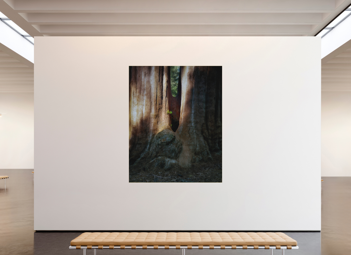 67 x 83.7″, Bonded Acrylic Gold Frame Semper iuvenis