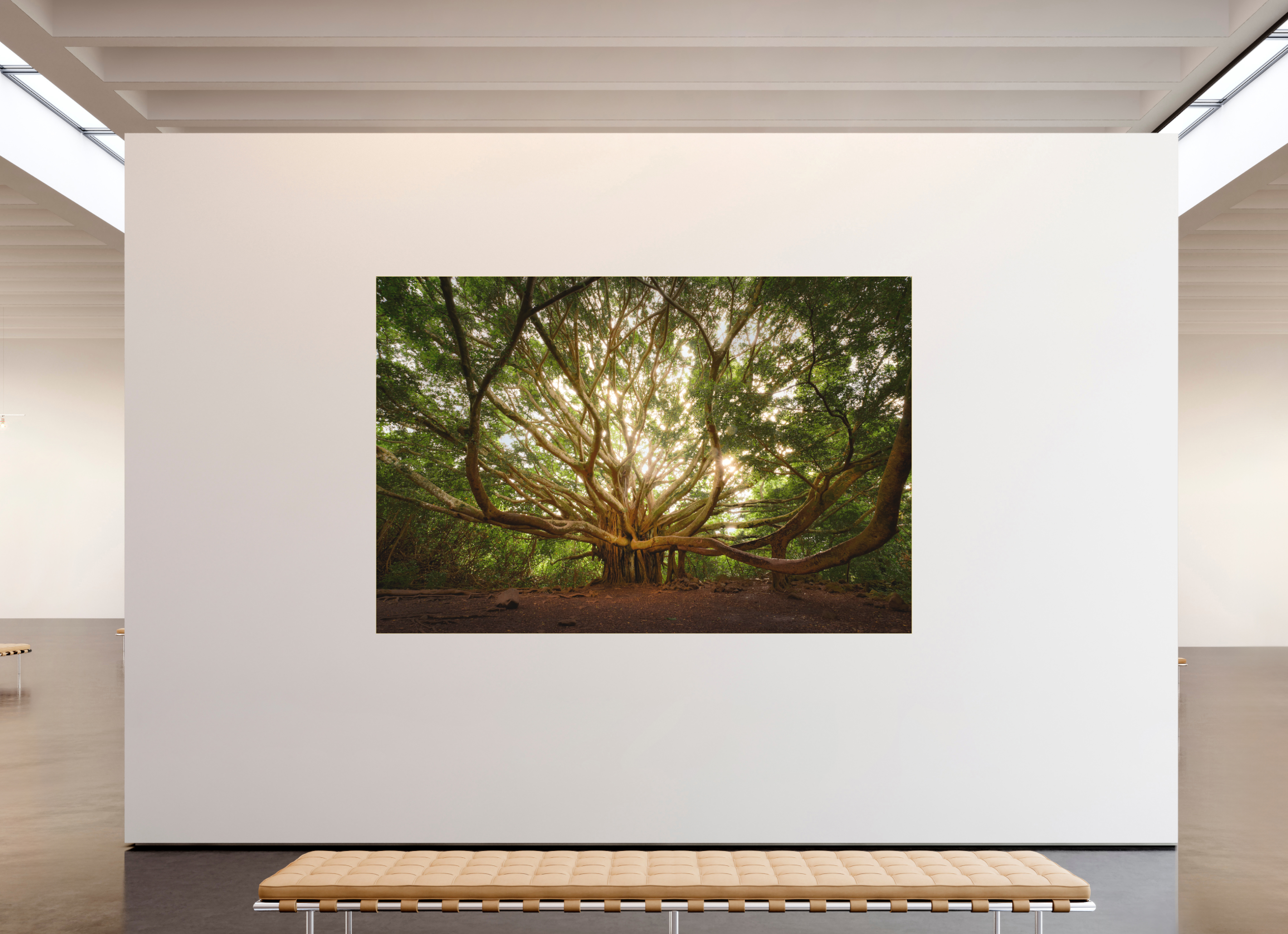105 x 70″, Bonded Acrylic Gold Frame Bracchium: The Pipiwai Trail Banyan Tree