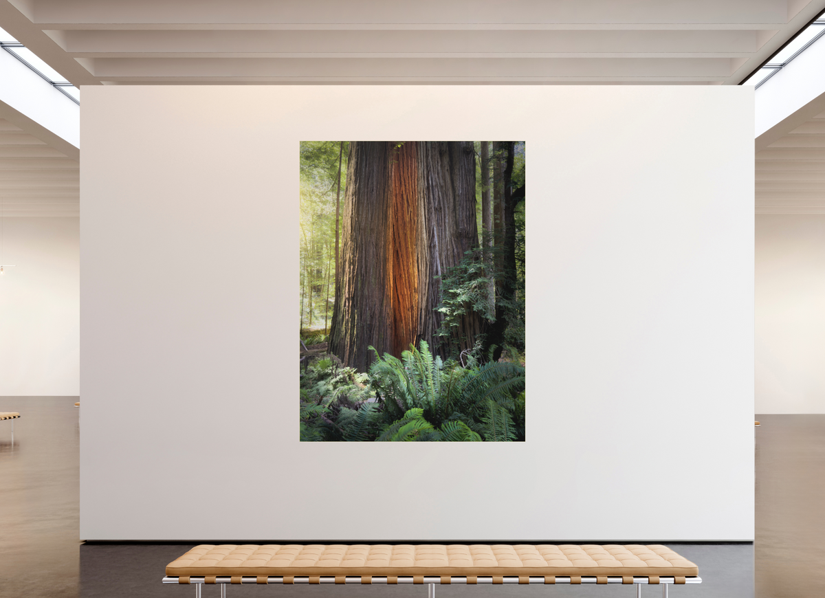 69 x 92″, Bonded Acrylic Gold Frame Glow in the Tall Trees Grove