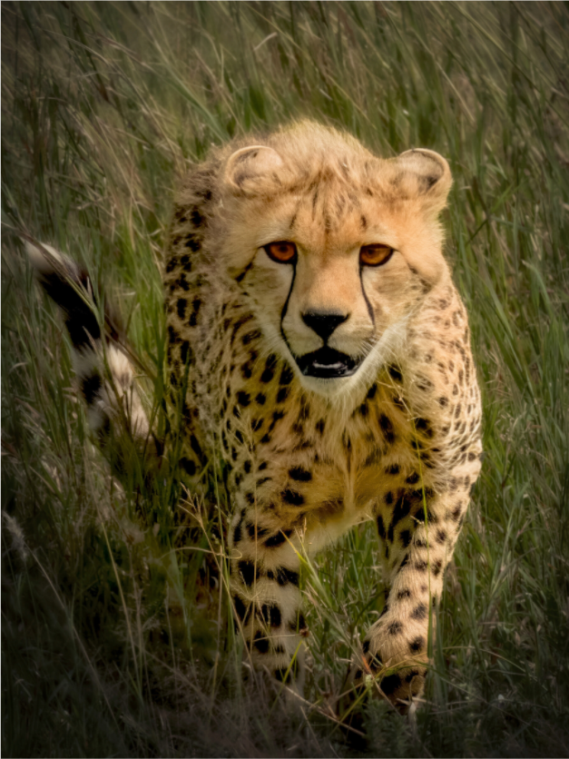 Main image Stalking Cheetah
