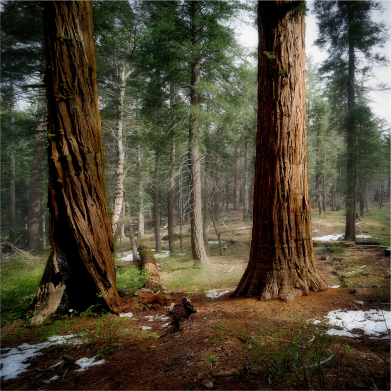 Northern Sentinels II: The Placer County Sequoias