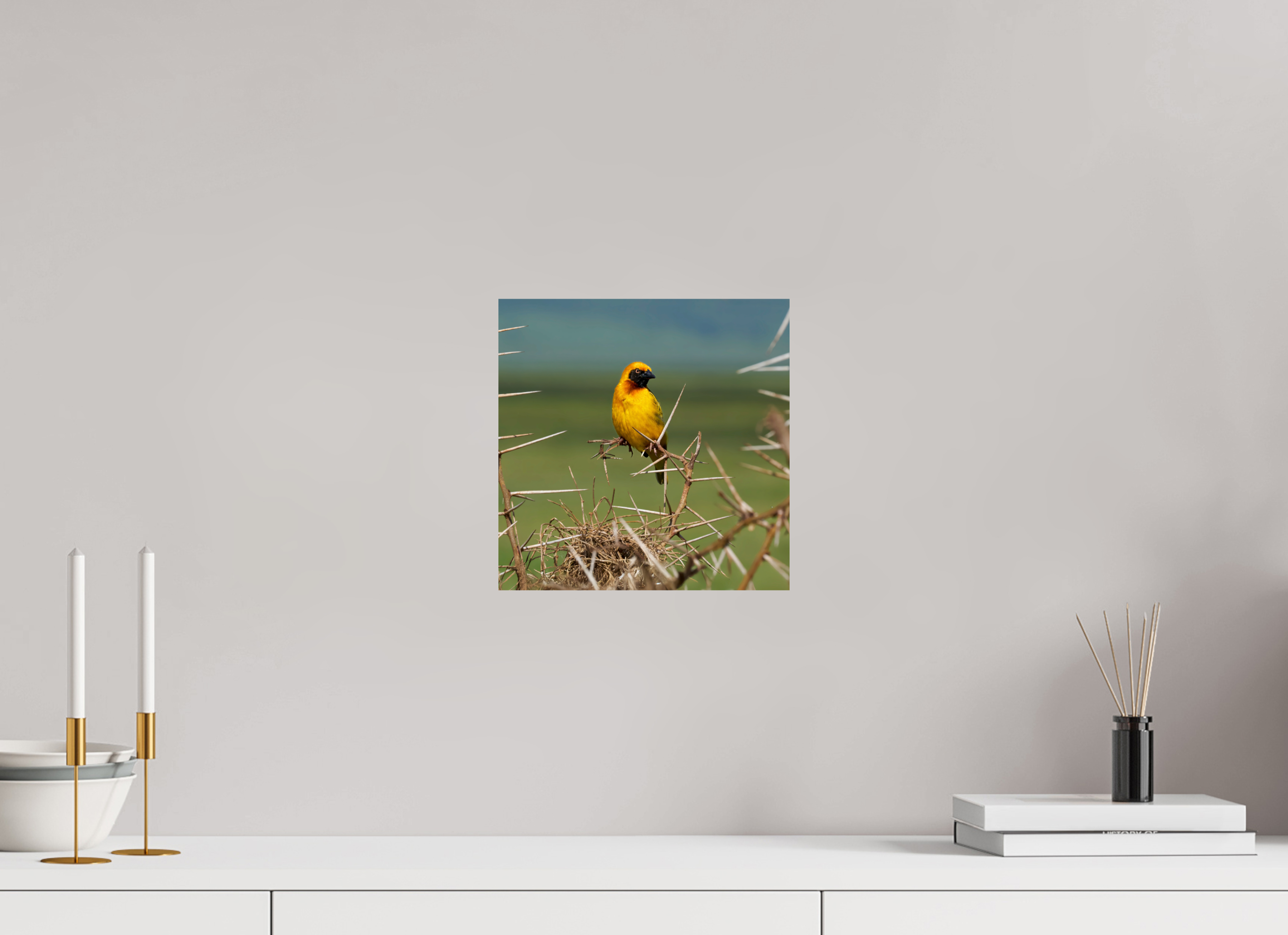 10 x 10″, Giclée Alu-Dibond Afrcan Golden Weaver