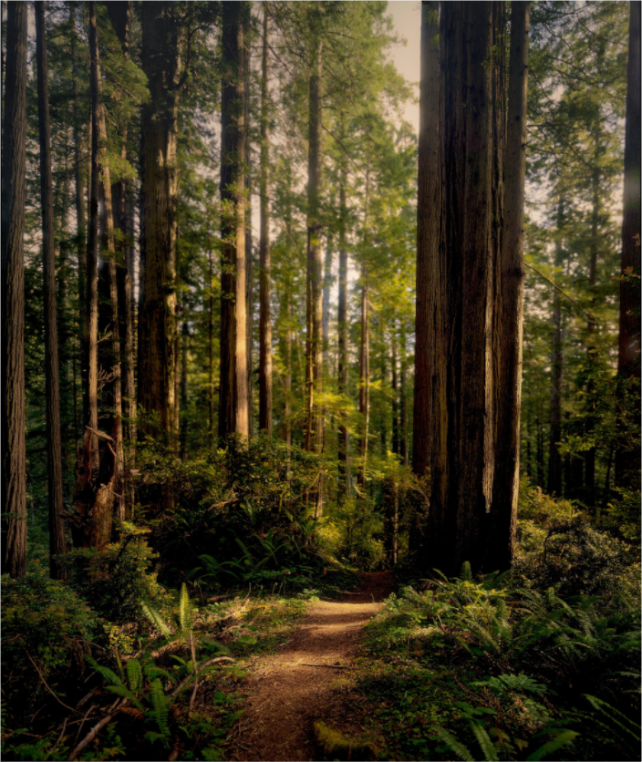 Main image "I went to the woods . . .."