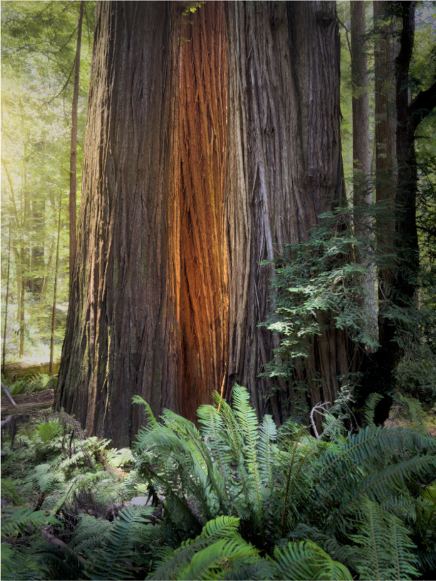 Main image Glow in the Tall Trees Grove