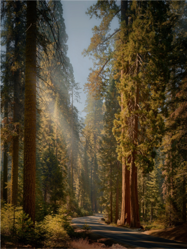 Main image The Generals Highway II: Sequoia National Park