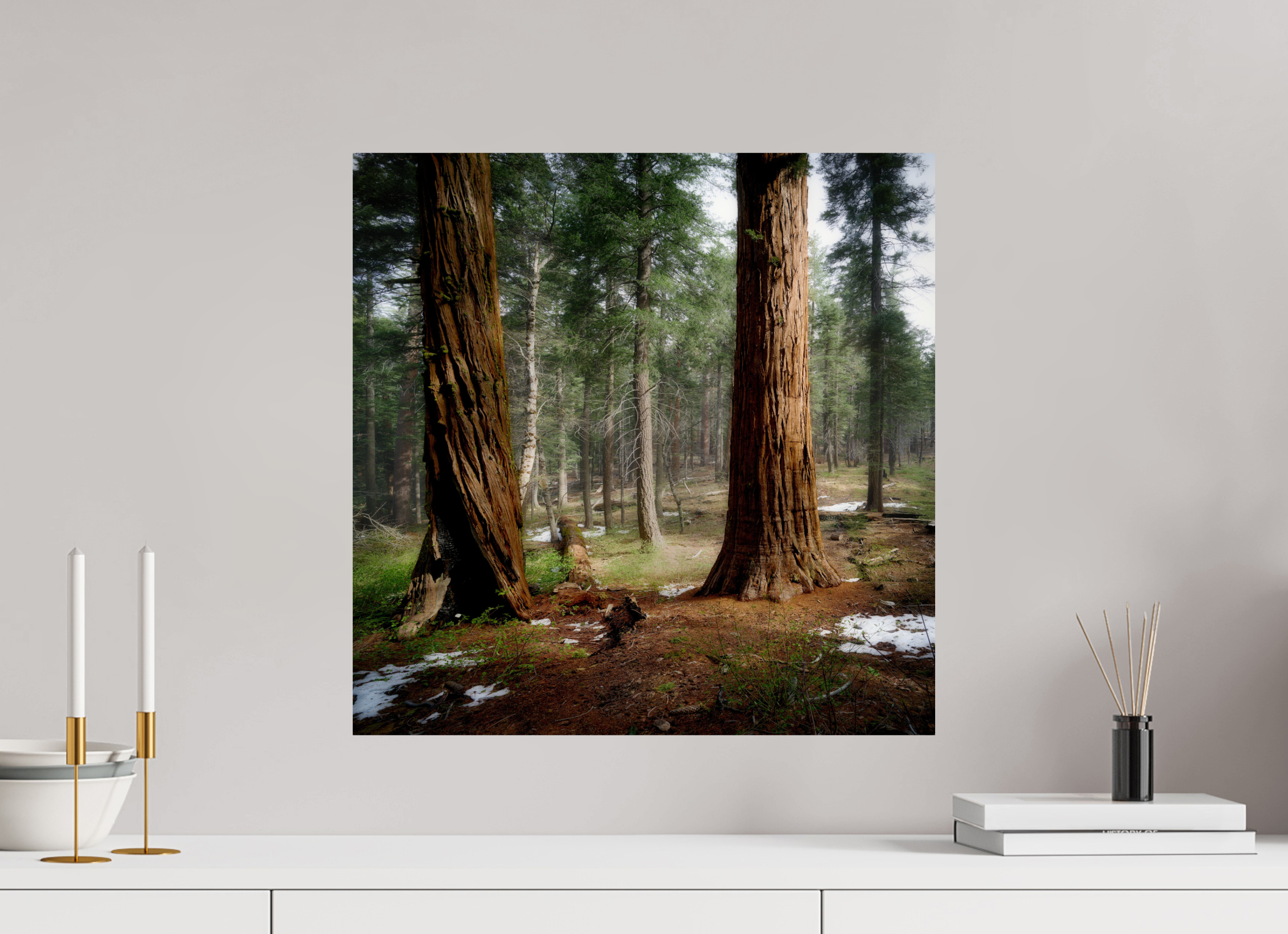 20 x 20″, Giclée Alu-Dibond Northern Sentinels II: The Placer County Sequoias