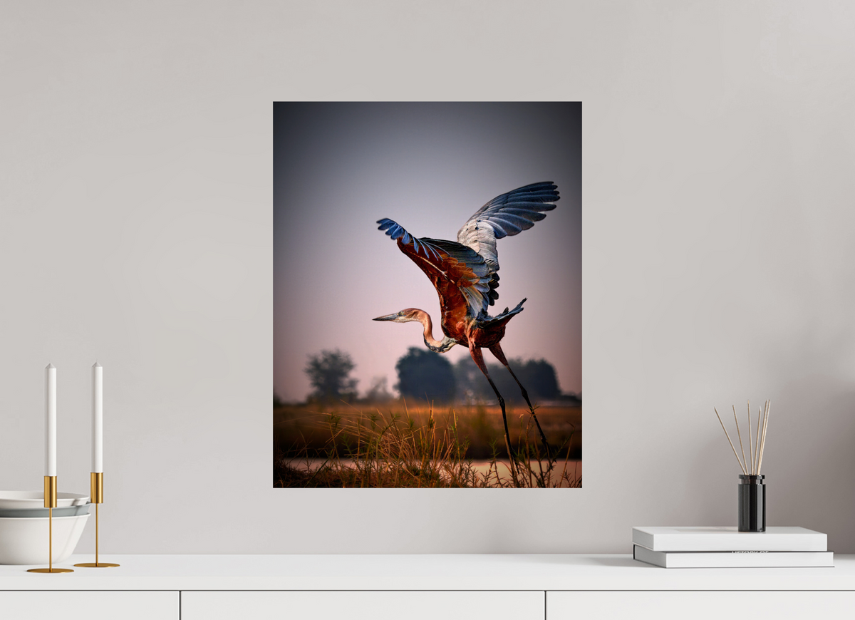 16 x 20″, Giclée Alu-Dibond Goliath Heron Takes Flight on the Chobe River