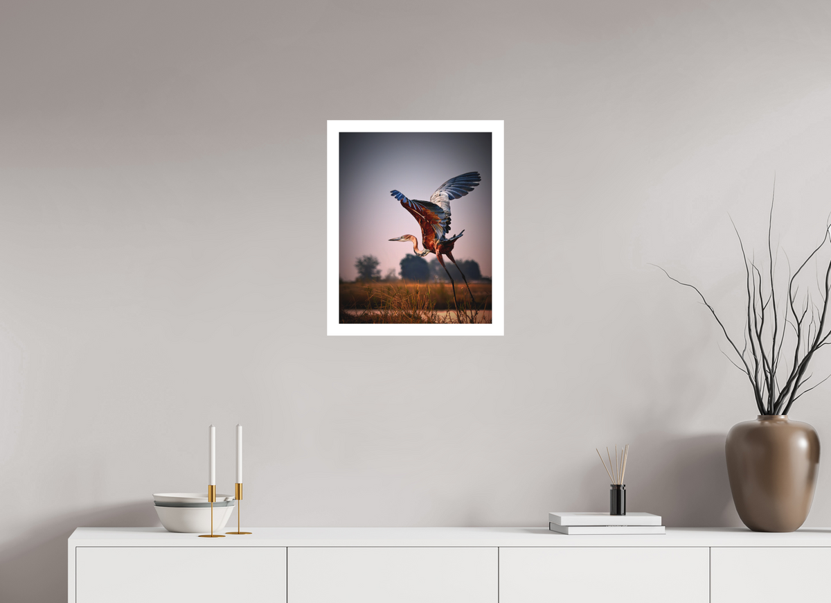 16 x 20″, Bonded Acrylic Mat + White Frame Goliath Heron Takes Flight on the Chobe River