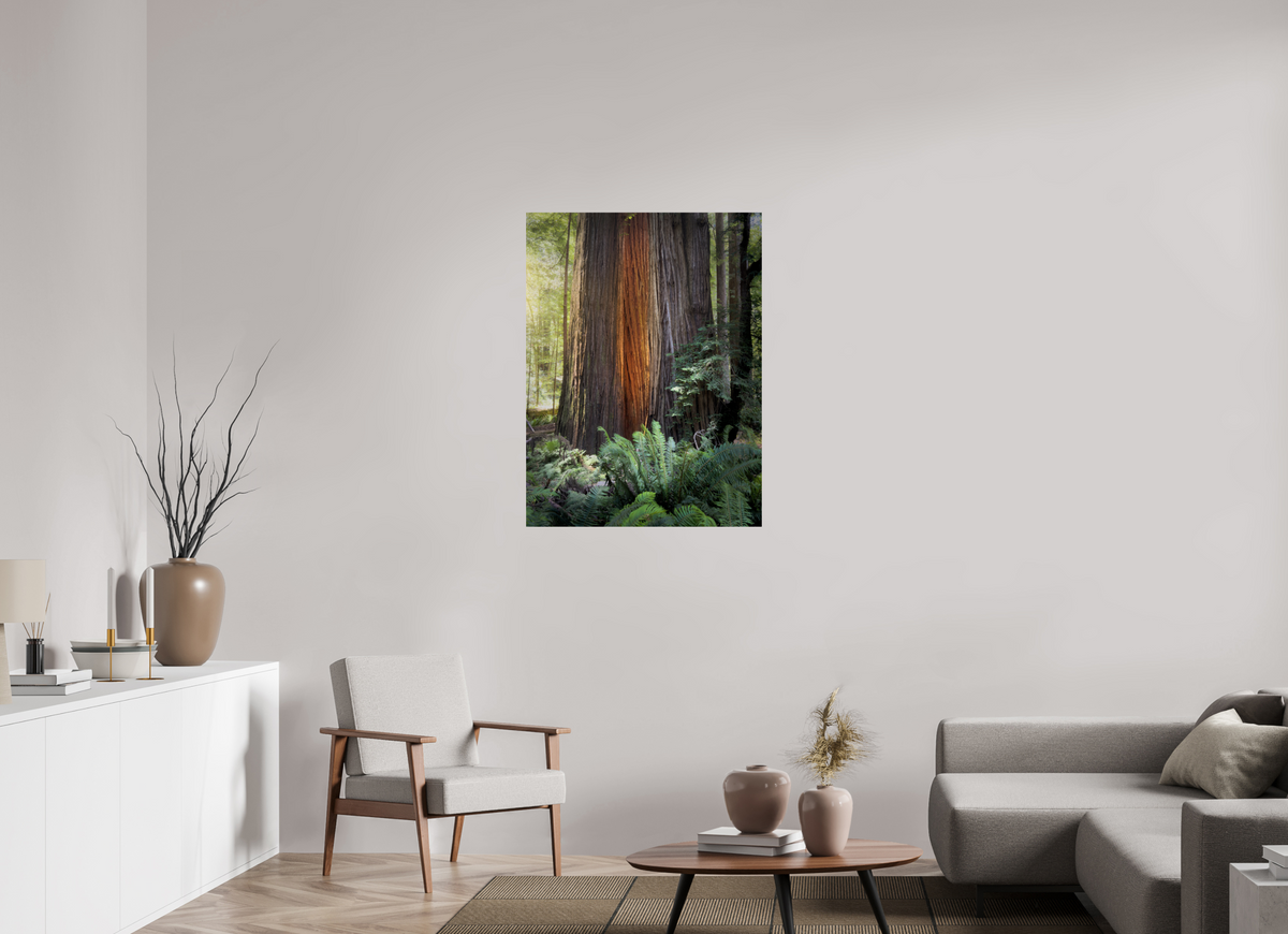 30 x 40″, Giclée Alu-Dibond Glow in the Tall Trees Grove