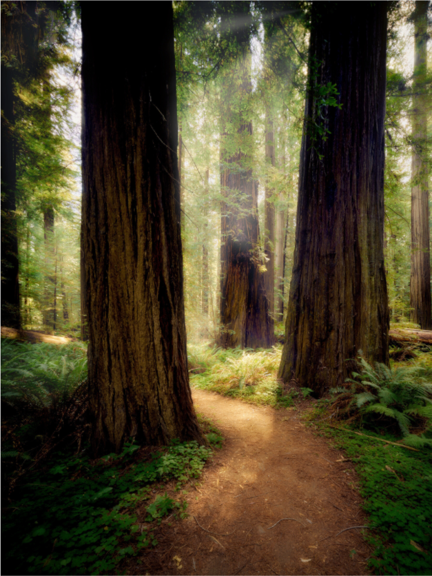 Main image A Path Through The Redwoods