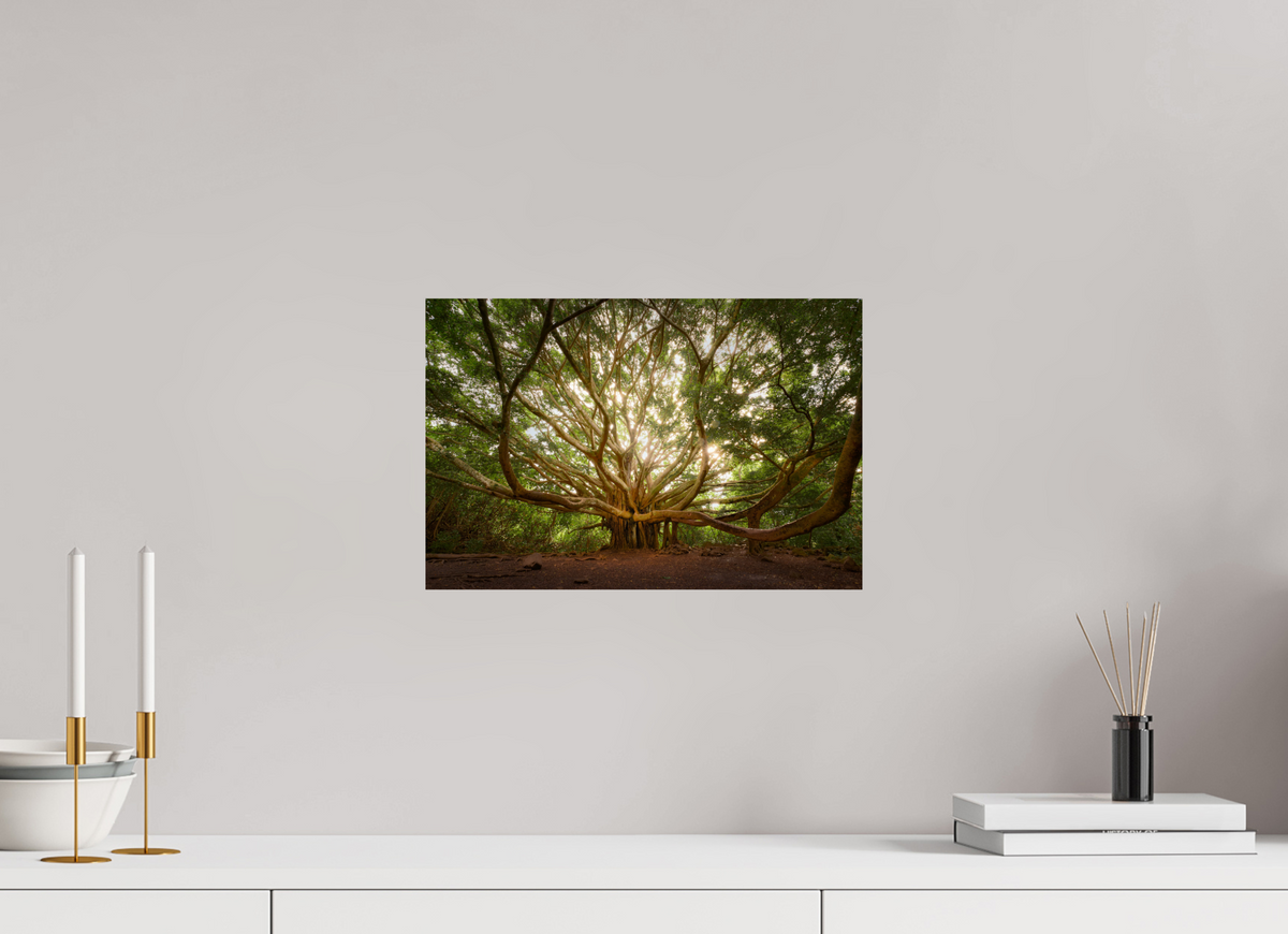 15 x 10″, Giclée Alu-Dibond Bracchium: The Pipiwai Trail Banyan Tree