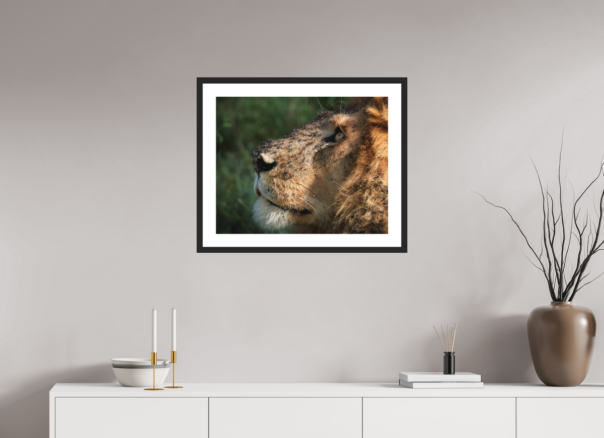 25 x 20″, Passe-Partout Black Frame The King of Most Beasts