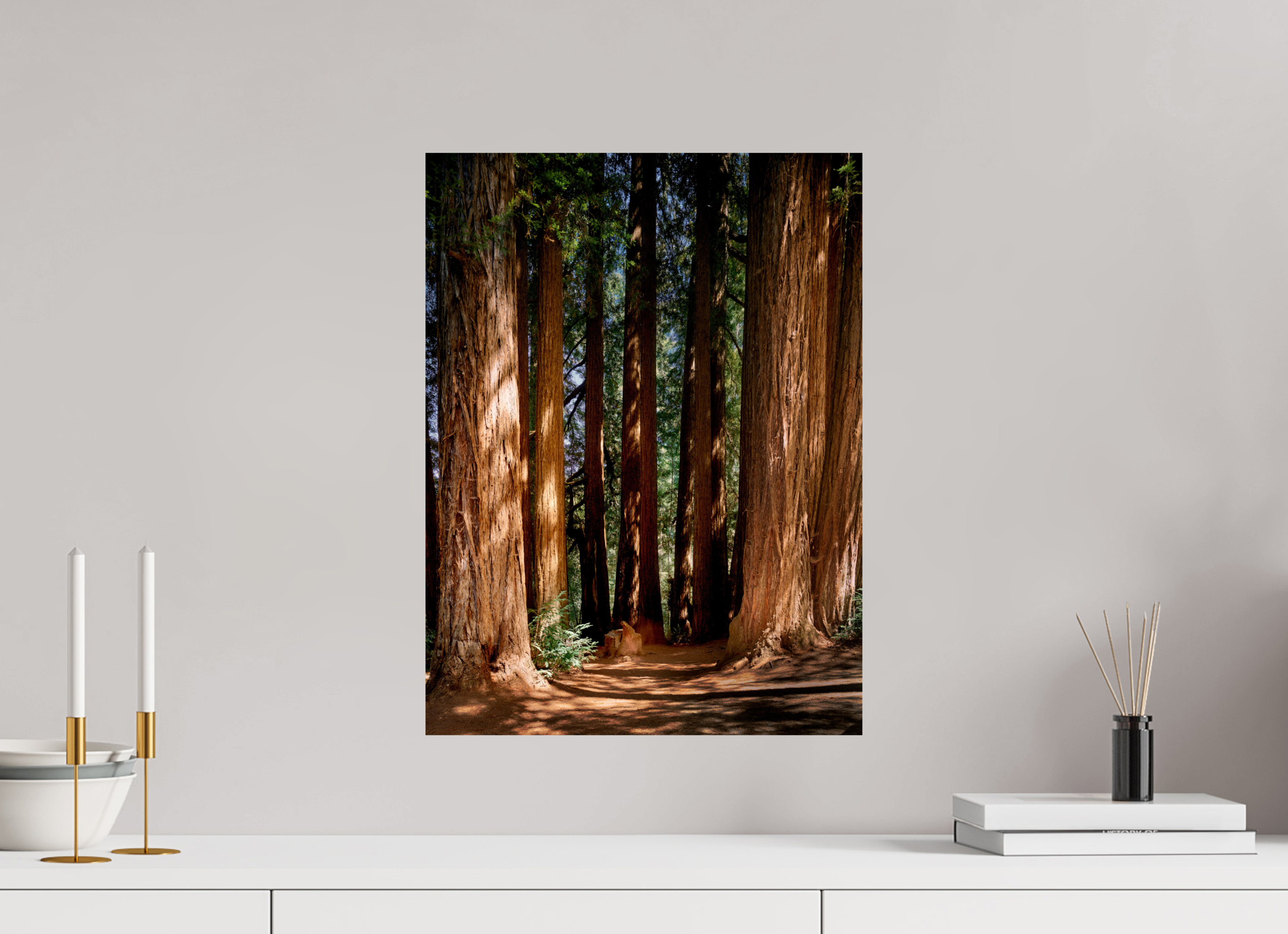 15 x 20″, Giclée Alu-Dibond Felton Redwoods Cathedral Grove