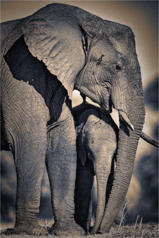 Mother Elephant & Calf