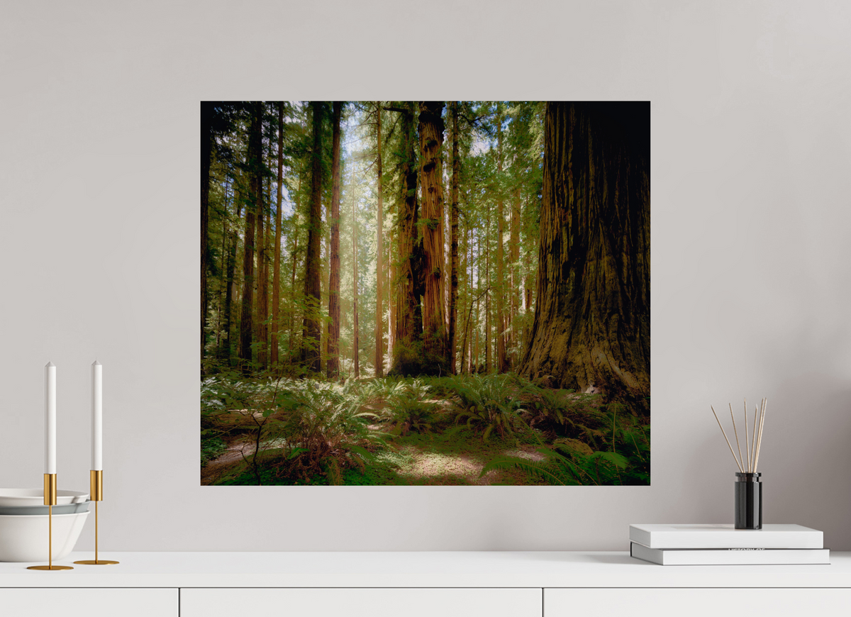 23.4 x 20″, Giclée Alu-Dibond Life & Light Beneath the Giants