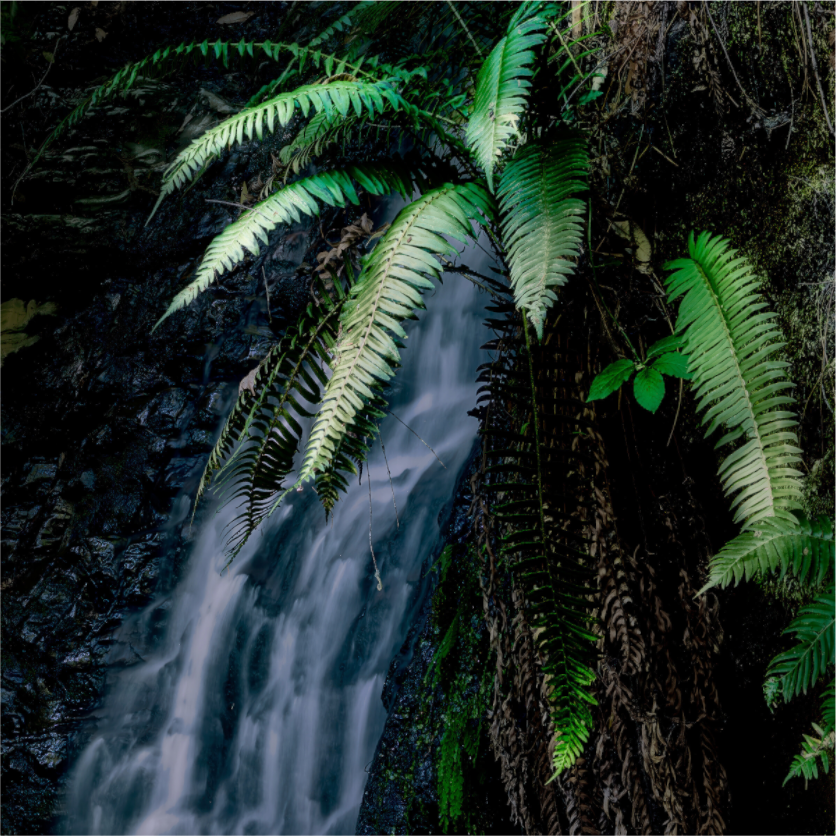 Main image Sword Ferns on Tiptoe FallsI