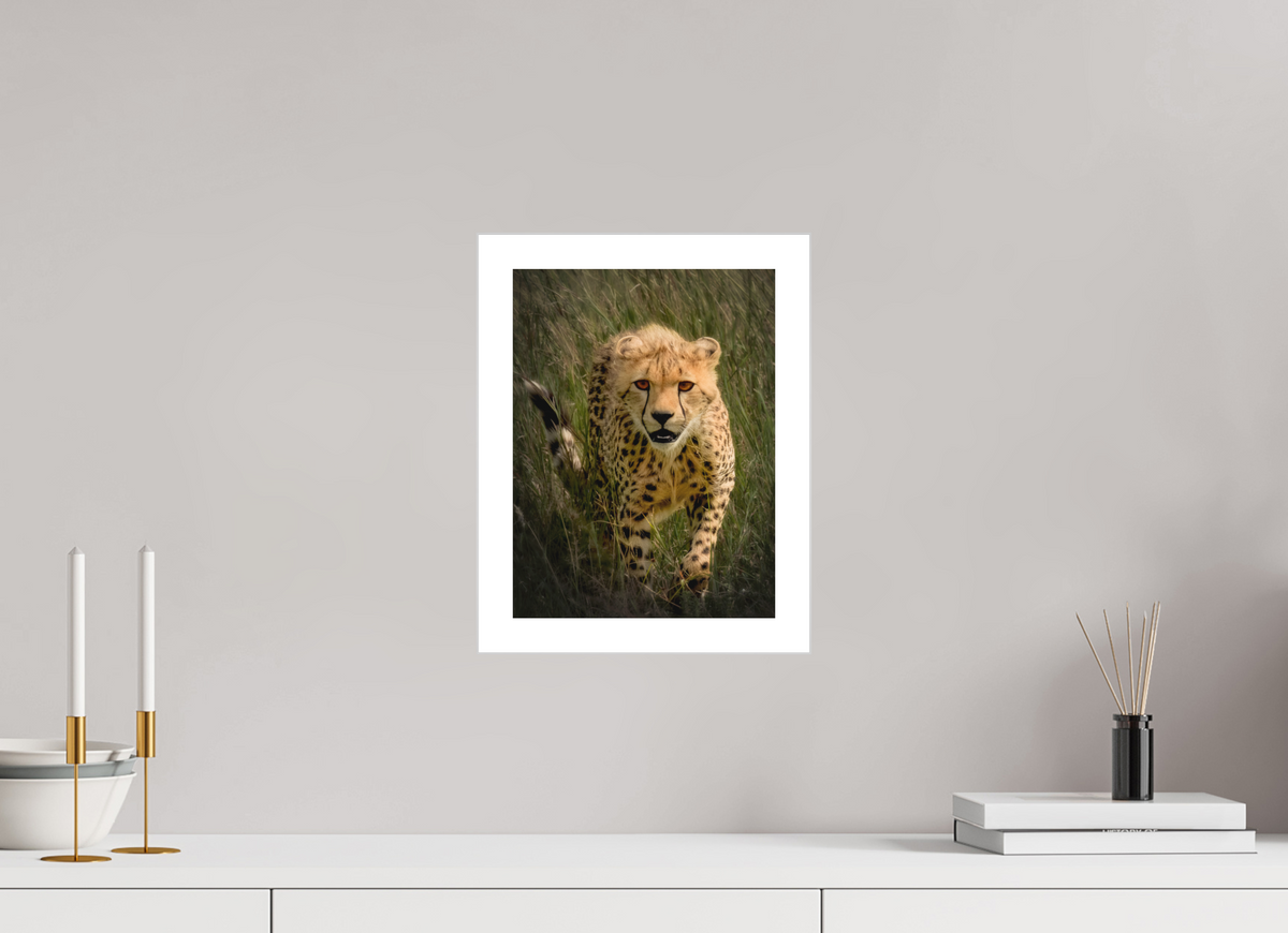 9 x 12″, Fine Art Bonded Acrylic Stalking Cheetah