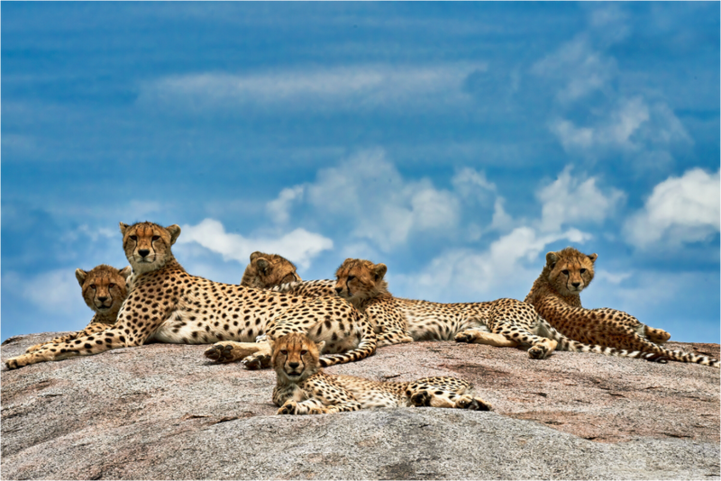 Super Mom & Cubs