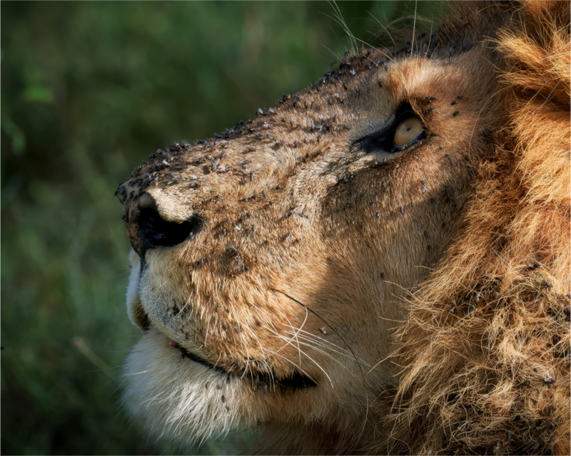 The King of Most Beasts