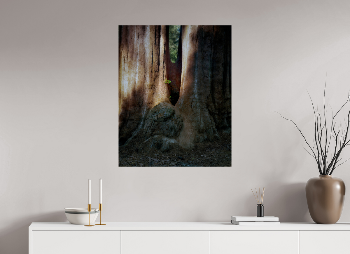 28 x 35″, Giclée Alu-Dibond Semper iuvenis