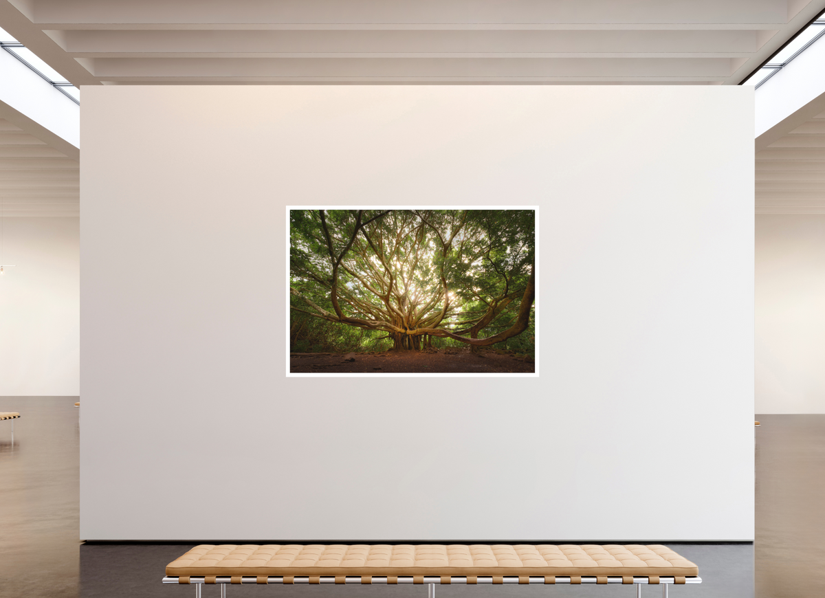 75 x 50″, Bonded Acrylic Mat + White Frame Bracchium: The Pipiwai Trail Banyan Tree