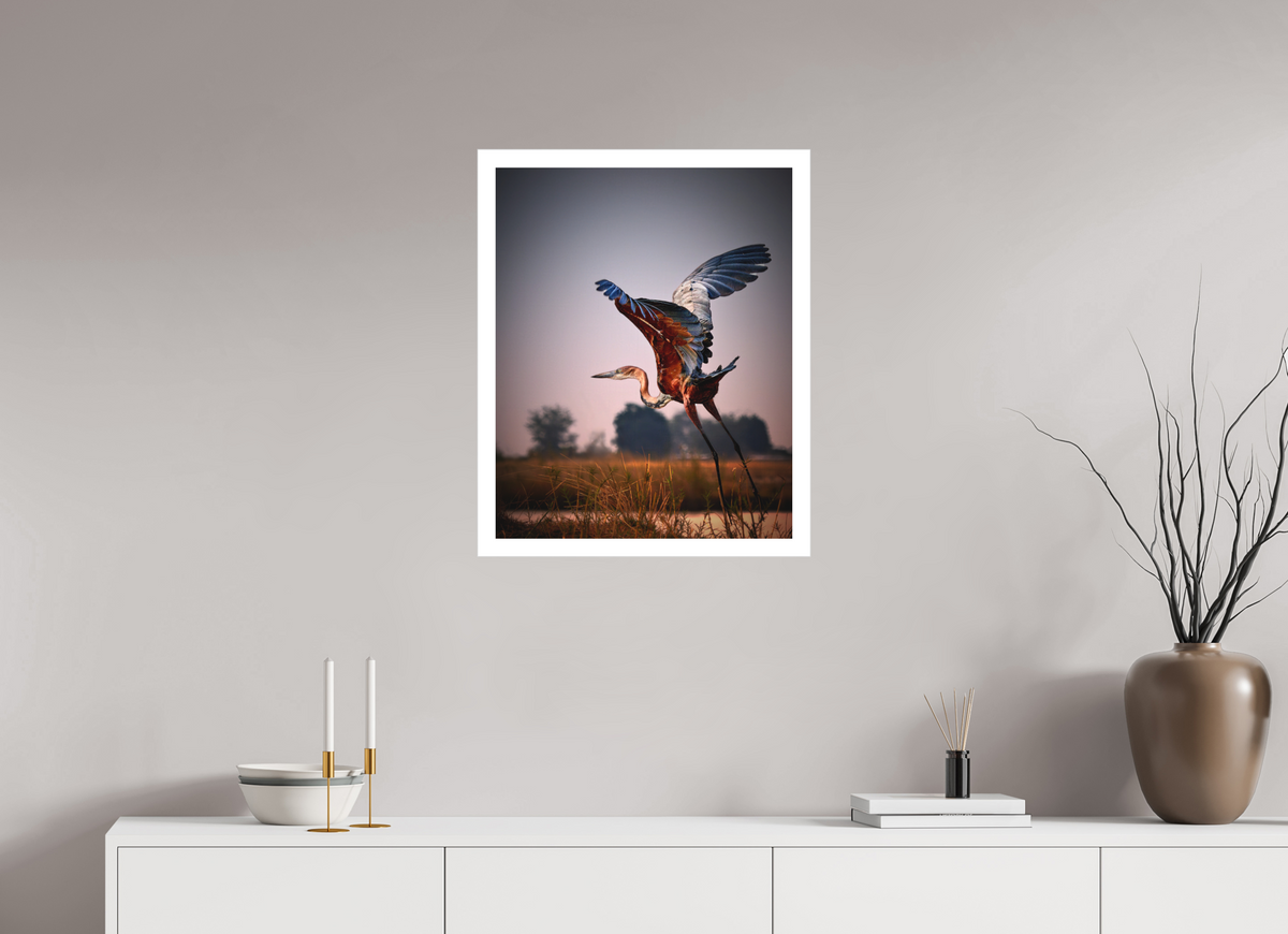 20 x 25″, Bonded Acrylic Mat + Silver Frame Goliath Heron Takes Flight on the Chobe River