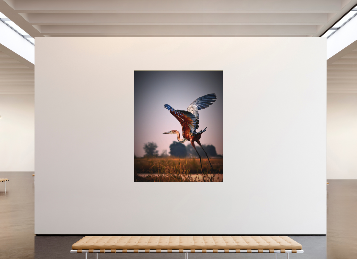 63 x 78.7″, Bonded Acrylic Gold Frame Goliath Heron Takes Flight on the Chobe River