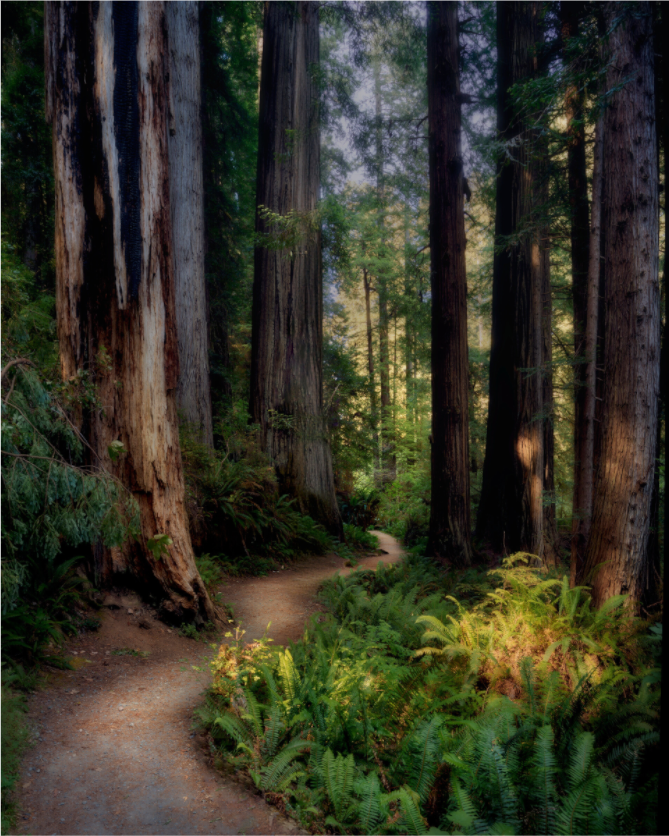 Main image Prairie Creek Redwoods Pathway